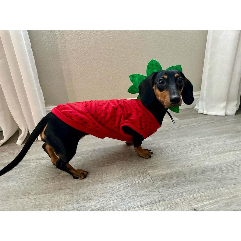 Midlee Strawberry Dog Costume, 4 of 9