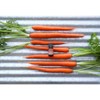 Plantlife Carrot Seed Essential Oil – 100% Pure & Therapeutic Grade – Natural, Undiluted & Steam-Distilled – No Additives or Fillers – 10 ml - 3 of 4