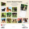 BrownTrout German Shepherd Puppies 2026 12"x24" Hanging Square Wall Calendar Plastic-Free - 2 of 4