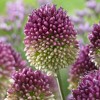 Set of 25 Allium Sphaerocephalon Bulbs - Van Zyverden - 3 of 4