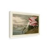 Trademark Fine Art -John James Audubon 'Roseate Spoonbill' Canvas Art - 4 of 4