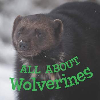 All about Wolverines - (Nunavummi Reading) by  Jordan Hoffman (Paperback)
