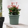 Bloem Posy Round Resin Planter Pot Indoor and Outdoor Gardening - 2 of 4