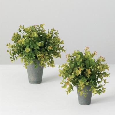 Sullivans Artificial  Set of 2 New England Boxwood Pot 10"H & 9"H Green