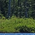 fencepost brown