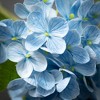 Sullivans Artificial Short Stem Blue Hydrangea 6"L - 2 of 2