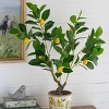 GlasFlength Artificial Plants Artificial Rubber Tree Artificial Lemon Tree Faux Plants for Indoor Home Decoration, Green, 12"*12"*31.5" - 4 of 4