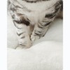 Feandrea WoodyWonders Cat Tree, Cat Tower for Indoor Cats, 54.3-Inch Multi-Level Cat Condo, Scratching Posts, Hammock, Removable, Washable Cushions - 4 of 4