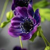 Sullivans Artificial Anemone Spray 31.5"H - 2 of 2