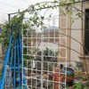 Lirago 86.7"H * 19.7"W * 1"D,4 Pack Metal Garden Trellis Rustproof Climbing Plant Support for Outdoor Flowers, Vines, Vegetables White Powder-Coated - 4 of 4