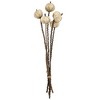 Whisen Set of 12, 23.5" 5Pcs/Bunch Pumpkin Pod Twig Stem - Brown & Ivory - 3 of 4