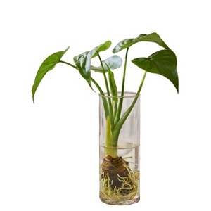 Live Glass Towers with Alocasia Water Root Plant - 1 of 4