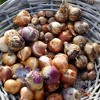 Spring Time Favorites Bulb Collection Set of 75 Bulbs - Red/Yellow/Blue - Van Zyverden - 2 of 4