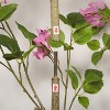 KWPZQEB Bougainvillea Trees Artificial Indoor, Faux Tree with Pot, Artificial Plants with Wood Trunk and Pink Flowers for Home Office Decor - 4 of 4