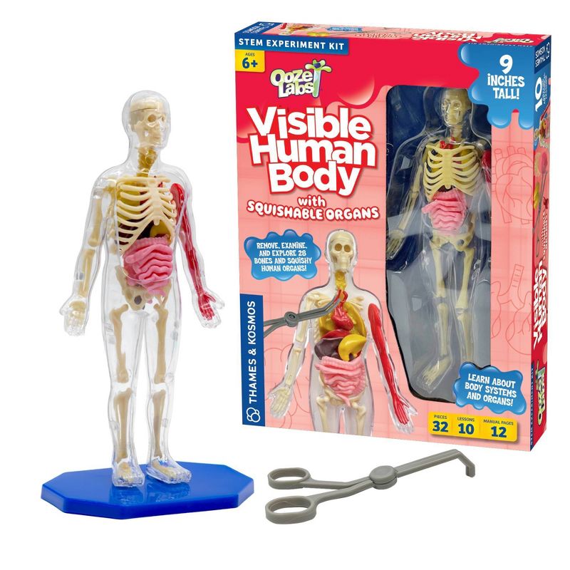 Thames &#38; Kosmos Ooze Labs Visible Human Body with Squishable Organs Science Kit, 1 of 8