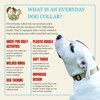 Country Brook Petz Everyday Nylon Dog Collar - 3 of 4