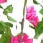 rose red