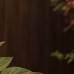 gray cushion/gray wicker