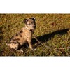 Country Brook Design® Deluxe Dog Collar - Awesome Autumn Collection - Made In The U.S.A. - 2 of 4