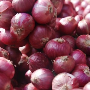 Van Zyverden 25ct Allium Red Bulbs - 1 of 4