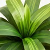 5-6ft UV & Sunproof Artificial Dracaena Tree for Indoor/Outdoor - Faux Silk Plant in Tall Planter, Tall Faux Tree for Home & Garden Decor - 3 of 4
