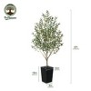 Artificial Olive Tree 5ft/6ft Tall Faux Indoor Plant - Realistic Green Leaves and Black Olives - Decorative Potted Tree for Living Room Home Office - 3 of 4