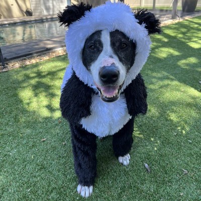 Dog in panda outlet suit