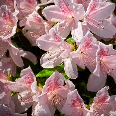 1gal Encore Chiffon Azalea Plant with Pink and White Blooms - National Plant Network