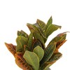 Unique Bargains Artificial Plants Croton Plant in Small Pot Plastic Green 4.33"x4.33"x9.06" 1 Pc - 4 of 4
