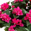 Nearly Natural 34-in Artificial Bougainvillea Topiary with Wood Box - 3 of 4