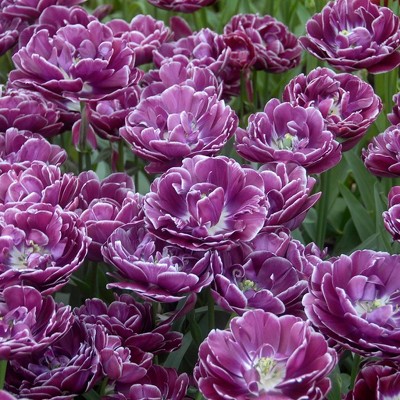 12ct Tulips Dream Touch Bulbs - Van Zyverden