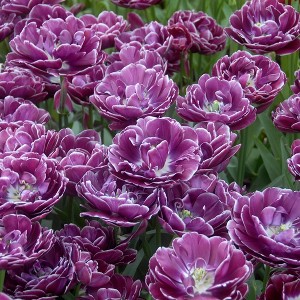 Van Zyverden 12ct Bulbs Tulips Dream Touch - 1 of 4