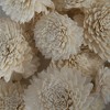 Vickerman 1-3" Natural Botanicals Assorted Natural Dried Sola Flower Head - 4 of 4