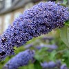 National Plant Network Outdoor Live 4" Buddleia Triple Treat Butterfly Bush Plants - 3ct - 4 of 4