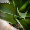 10"H Sullivans Agave In Marbleized Planter, Multicolored - 2 of 4