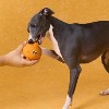 ZEZE Fruit & Veggie Latex Squeaky Dog Toys - 3 of 4