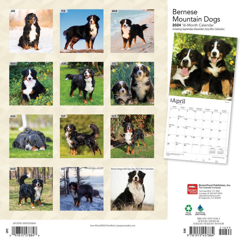 Browntrout 2024 Wall Calendar 12&#34;x12&#34; Bernese Mountain Dogs, 2 of 5