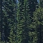 woodgrain stripe blonde