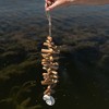 Seashell Driftwood Hanging Accent Natural Wood, Metal & Rope by Foreside Home & Garden - 2 of 4