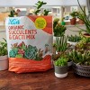 Back to the Roots 6qt Organic Succulents & Cacti Mix Specialty Blend: Fast Draining, pH Balanced - image 2 of 4