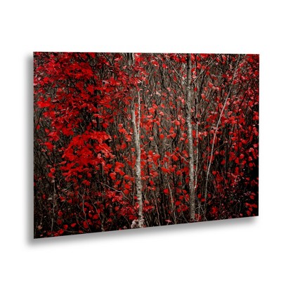 Trademark Fine Art - Philippe Sainte-Laudy 'The Hush Before' Floating Brushed Aluminum Art