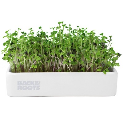 Photo 1 of Back to the Roots Organic Mighty Mix Superfoods Microgreens Grow Kit With Ceramic Planter