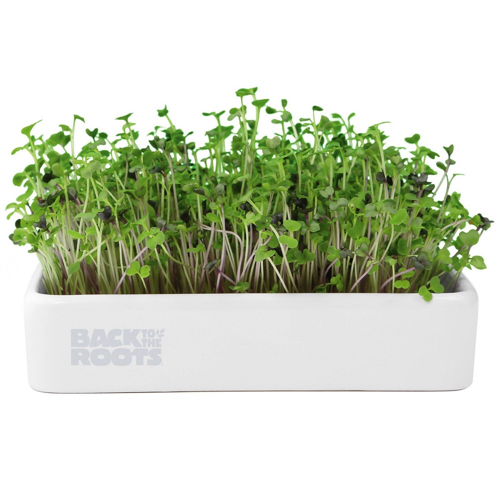 Photos - Garden & Outdoor Decoration Back to the Roots Organic Mighty Mix Superfoods Microgreens Grow Kit With