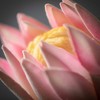 Sullivans 29" Artificial King Protea Stem - 2 of 4