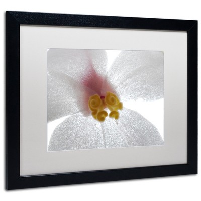 Trademark Fine Art -Kurt Shaffer 'Escargo Begonia Flower' Matted Framed Art