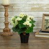 Northlight 11" Cream Potted Silk Begonia Spring Artificial Floral Arrangement - image 2 of 4