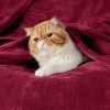 Bedsure Flannel Blanket – Solid Color Plush Throw, Ultra Soft and Fuzzy, 300GSM Lightweight Cozy Blanket for Bed or Sofa - 3 of 4