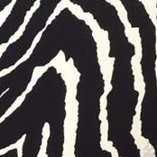 black-zebra