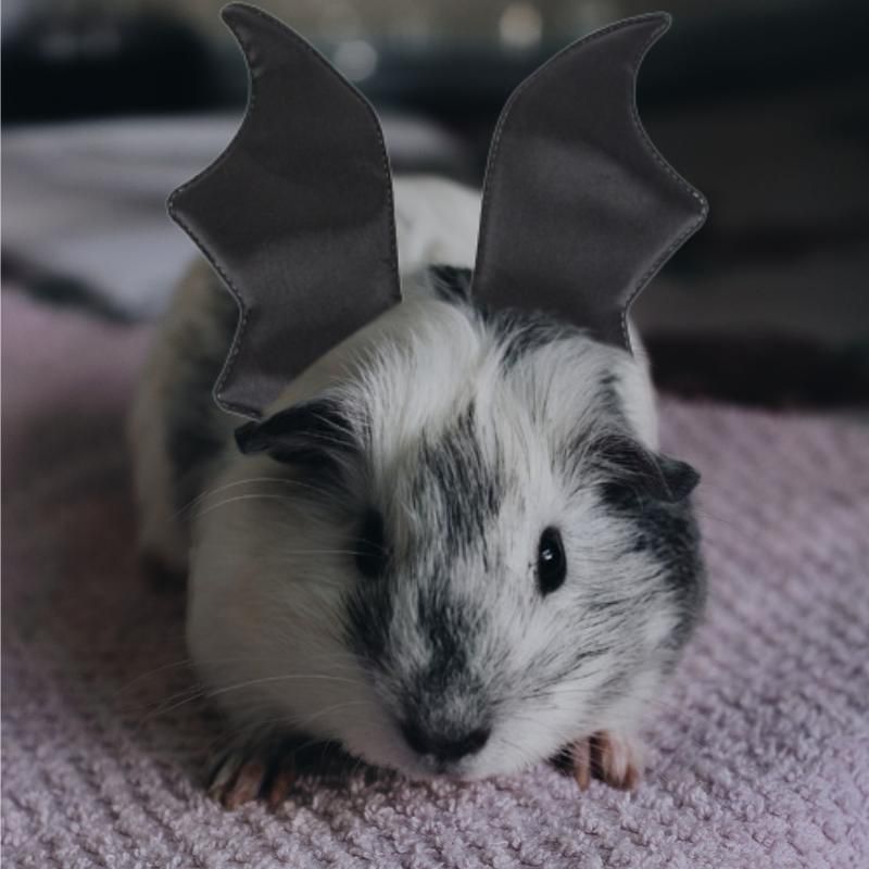 Midlee Guinea Pig Bat Wings Halloween Costume, 2 of 4