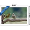 Trends International The Comedy Wildlife Photography Awards: Jacek Stankiewicz - Dispute Framed Wall Poster Prints - 3 of 4